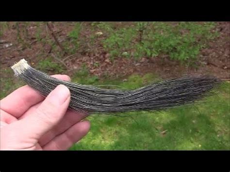 cleaning mud Turkey|turkey beard removal.